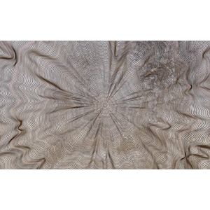 Φωτοταπετσαρία Τοίχου με Σχέδια, Erismann Zooom