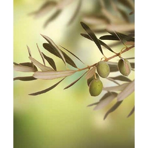 Digital Print Roller Blinds Kitchen , All Around Deco