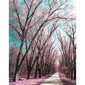 Digital Print Roller Blinds Nature, All Around Deco