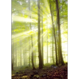 Digital Print Roller Blinds Nature, All Around Deco