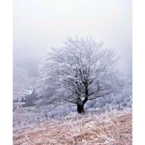 Digital Print Roller Blinds Nature, All Around Deco