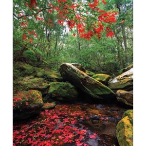 Digital Print Roller Blinds Nature, All Around Deco