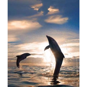 Digital Print Roller Blinds Nature, All Around Deco