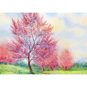 Digital Print Roller Blinds Art , All Around Deco