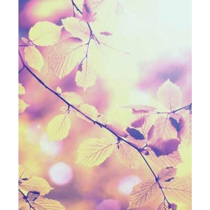 Digital Print Roller Blinds Nature, All Around Deco