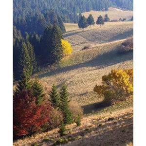 Digital Print Roller Blinds Nature, All Around Deco