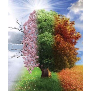 Digital Print Roller Blinds Nature, All Around Deco