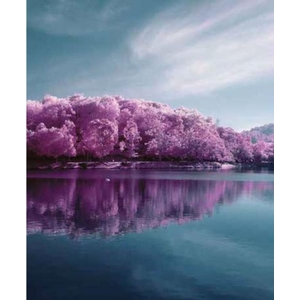 Digital Print Roller Blinds Nature, All Around Deco