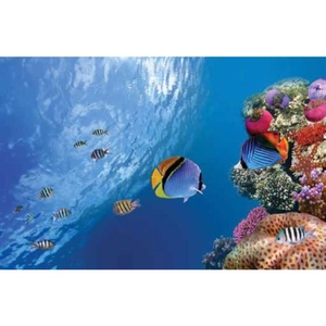 Digital Print Roller Blinds Nature, All Around Deco