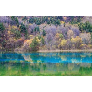 Digital Print Roller Blinds Nature, All Around Deco