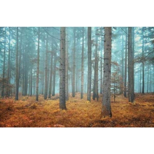 Digital Print Roller Blinds Nature, All Around Deco