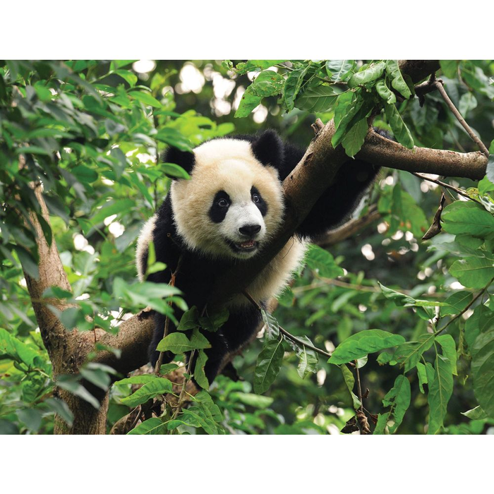 Φωτοταπετσαρία Πάντα Consalnet - Studio360 10238VET