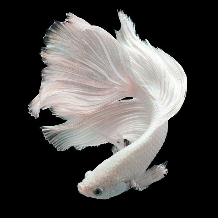 Ψηφιακή Εκτύπωση σε Καμβά 100Χ100 , All Around Deco