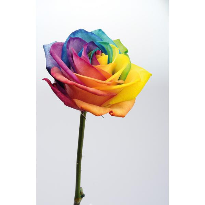 Ψηφιακή Εκτύπωση σε Καμβά 45X65, All round Deco