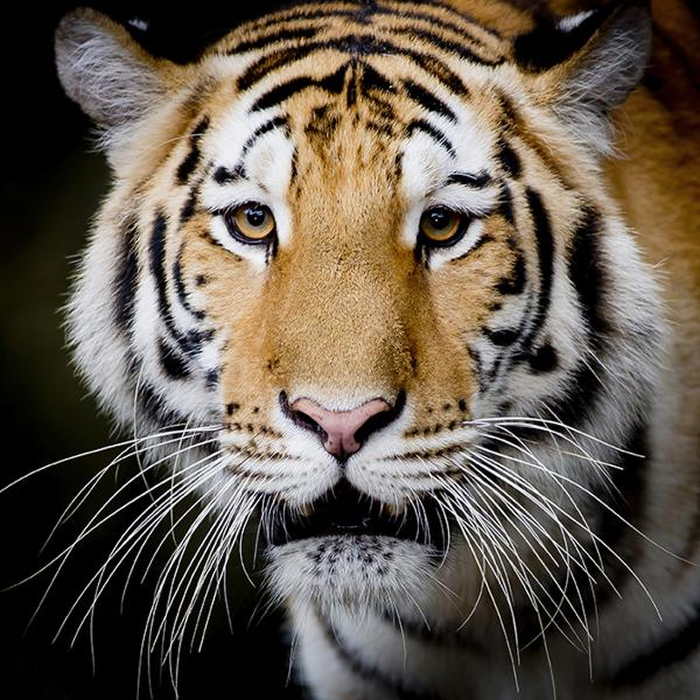 Ψηφιακή Εκτύπωση σε Καμβά 100Χ100 , All Around Deco