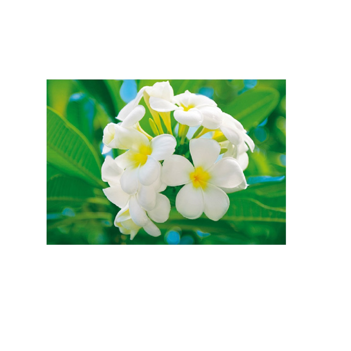 Φωτοταπετσαρία Τοίχου Φύση Αll Around Deco Studio360