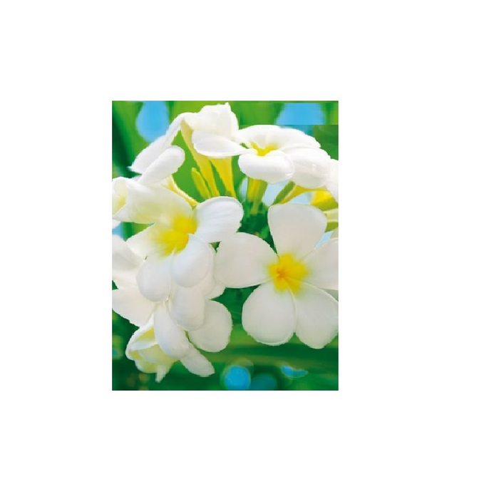 Φωτοταπετσαρία Τοίχου Φύση Αll Around Deco Studio360