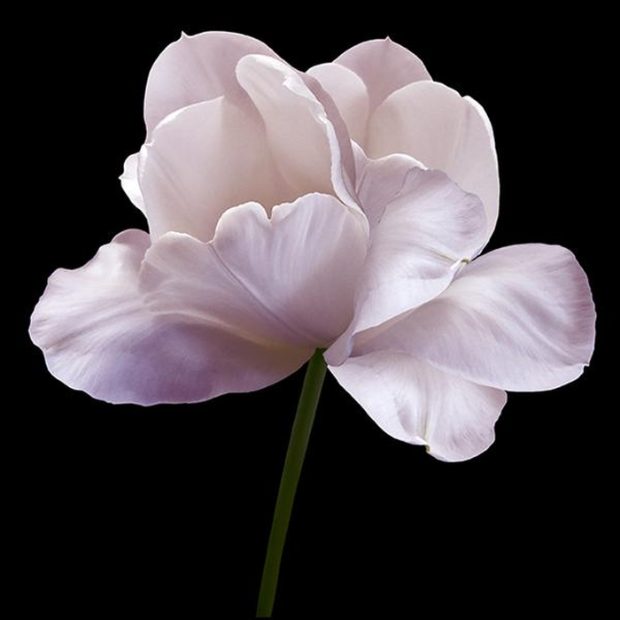 Ψηφιακή Εκτύπωση σε Καμβά 100Χ100 , All Around Deco