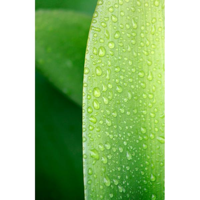 Digital Print on Canvas 65X95 , All Around Deco