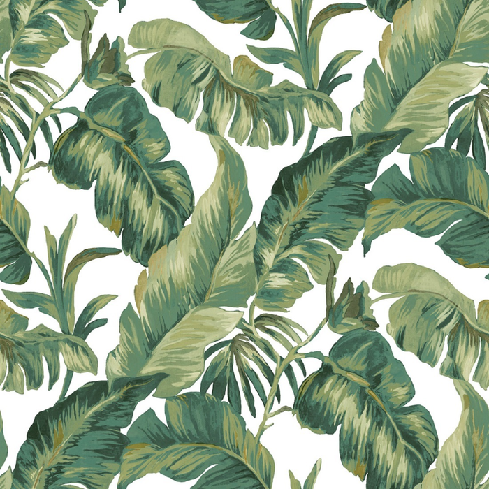 Wallpaper Parato, Amazonia