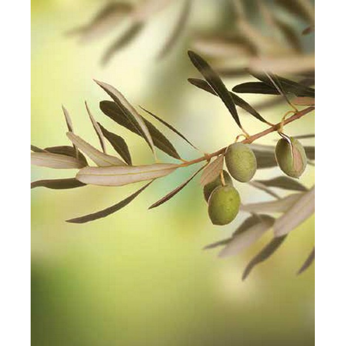 Digital Print Roller Blinds Kitchen , All Around Deco