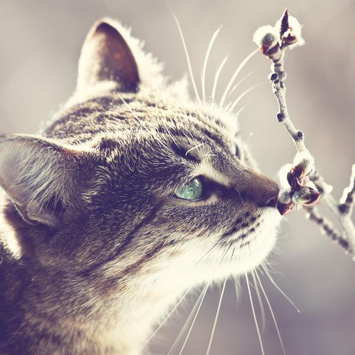 Ψηφιακή Εκτύπωση σε Καμβά 100Χ100 , All Around Deco