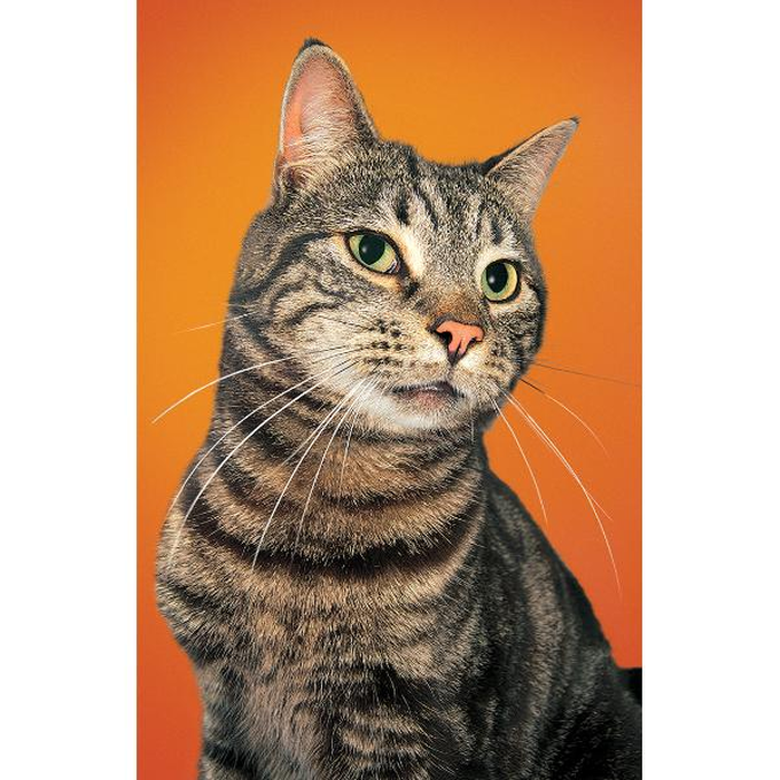 Ψηφιακή Εκτύπωση σε Καμβά 080X120, All round Deco