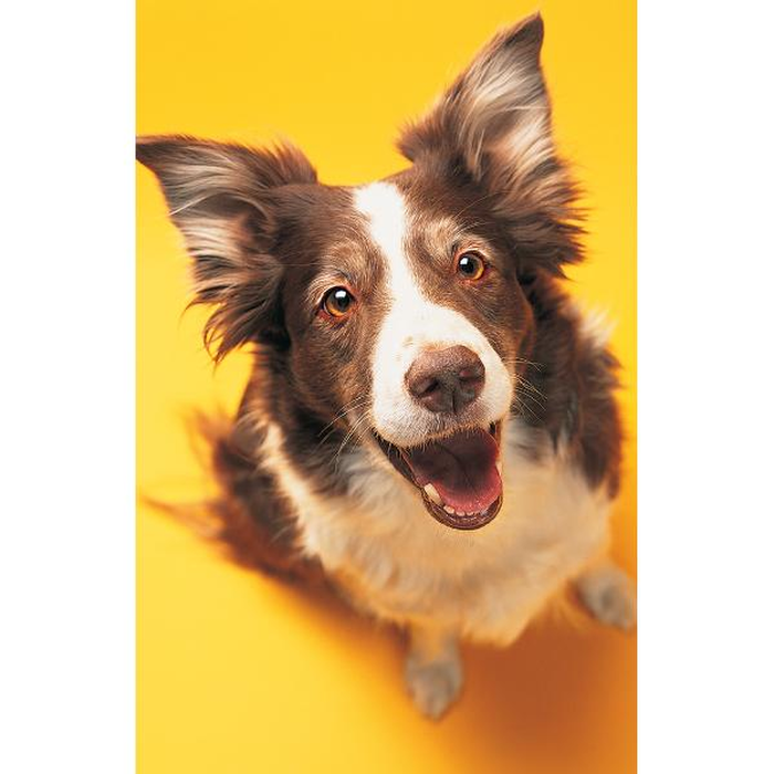 Ψηφιακή Εκτύπωση σε Καμβά 080X120, All round Deco