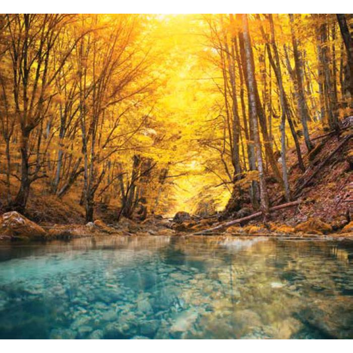 Digital Print Roller Blinds Nature, All Around Deco