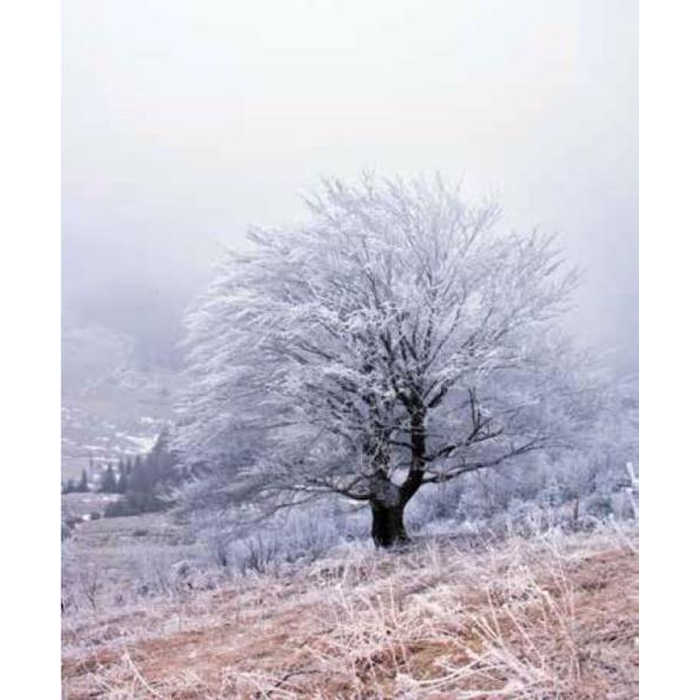 Digital Print Roller Blinds Nature, All Around Deco