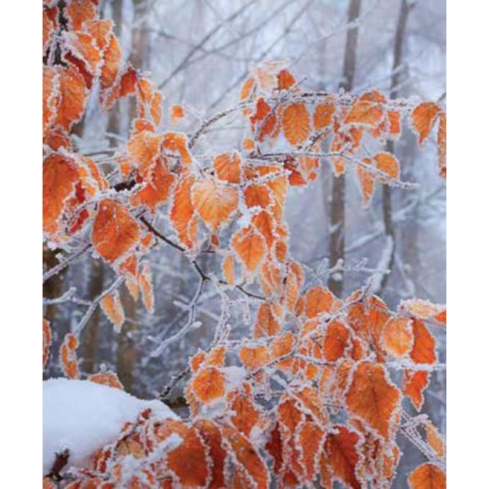 Digital Print Roller Blinds Nature, All Around Deco