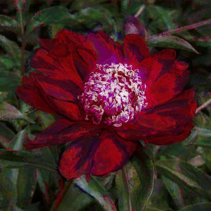 Digital Print on Canvas 40X40 , All Around Deco